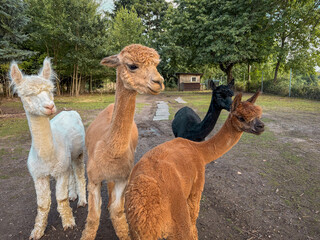 Fototapeta premium Four Domestic Alpacas of Different Colors
