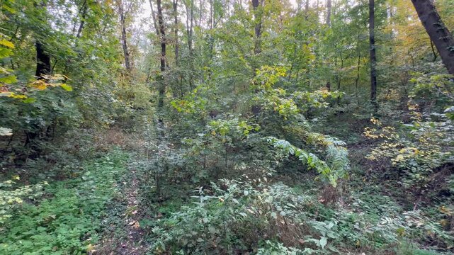 forest in autumn
