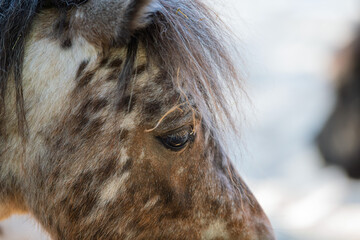 Close portrait of spotted miniature pony eye and mane © Oleksandra Hryshanin