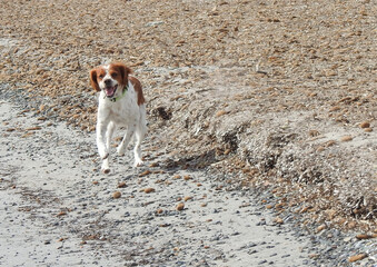 Spaniel breton © Steve Fossiant