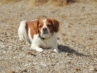 Spaniel breton © Steve Fossiant