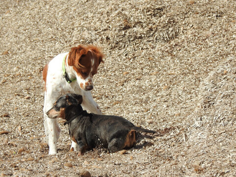 Spaniel breton