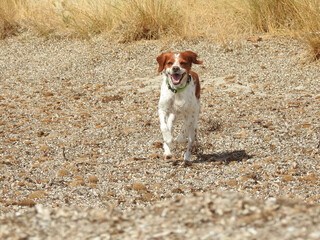 Spaniel breton © Steve Fossiant