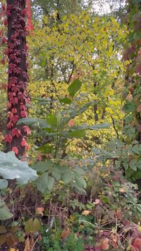 red leaves of vines on oaks in the forest