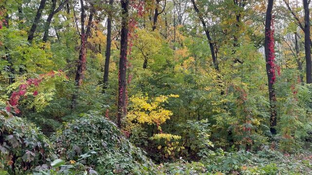 autumn in the forest