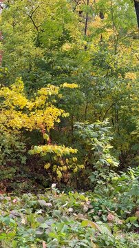 autumn in the forest