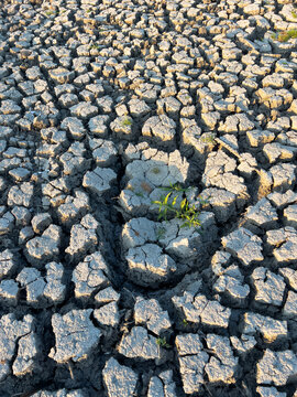 Dry Cracked Earth With Small Green Plant
