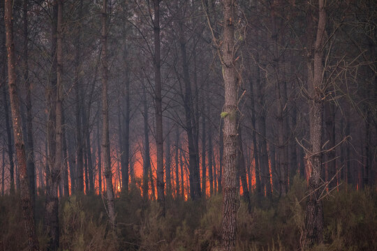 Fire front seen through the pine trunks during a forest fire in Gironde, France