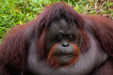 Bornean orangutan close-up with eyes closed sleepy expression.  © Damasus