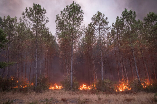 Fire running along the edge of a pine plantation during a forest fire in Gironde, France