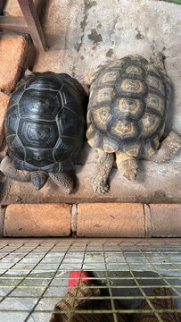 Two Giant Land Tortoises Side by Side in an Enclosure