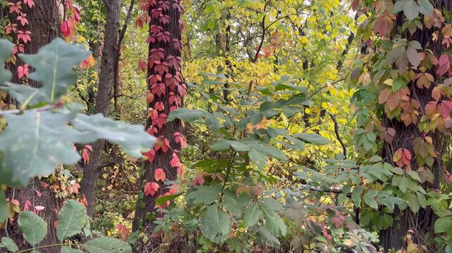 Red vines on oaks in the forest
