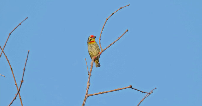 Coppersmith Barbet Psilopogon haemacephalus perched on dry tree branch against clear blue sky during sunny day. Colorful bird in natural habitat. Slow motion.