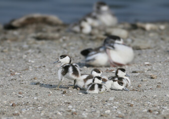 Common Shelduck (Tadorna tadorna) chick chicks resting on a sandy shore near adult birds. © VOLODYMYR KUCHERENKO