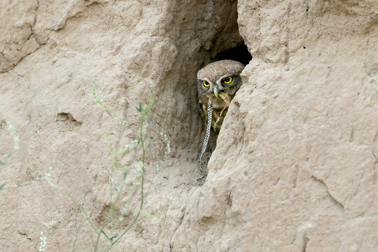 Little Owl (Athene noctua) peeking out from a nest burrow in a clay cliff holding a small snake in its beak.