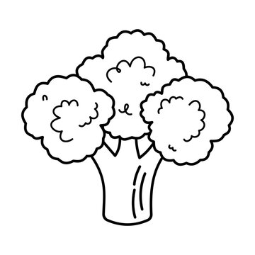 vector illustration of a broccoli for coloring children book
