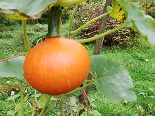pumpkin in the garden © Anna