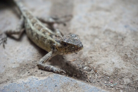 A high angle close up shot of a wild Oriental garden lizard or calotes versicolor on a rough, dusty concrete surface.
