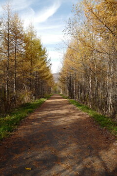 road in autumn forest