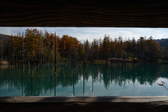 reflection of trees in the lake