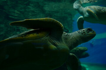 Fototapeta premium sea turtle swimming