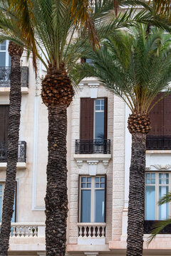Palm Trees and Architecture on Paseo Explanada de Espana in Alicante, Spain