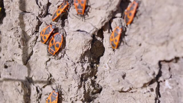 Orange bugs crawl over rough tree bark. They move slowly, seeking shelter. Sunlight highlights their bright patterns. Nature's tiny world, quiet and persistent