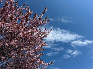 Cherry blossoms spring sakura tree against sky © OLENA LIALINA