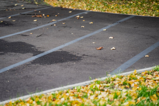 Parallel painted lines cross asphalt scattered with fallen leaves and darker damp patches, showing seasonal debris on a marked paved area relevant to grounds maintenance