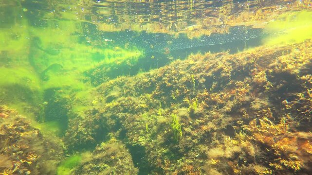 Underwater view of a shallow tidal pool filled with submerged rocks and vibrant seaweed illuminated by filtering sunlight.