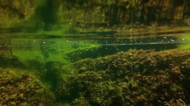 Underwater view of a shallow tidal pool filled with submerged rocks and vibrant seaweed illuminated by filtering sunlight.