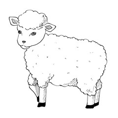 Black and white fluffy lamb line drawing © illustATAM
