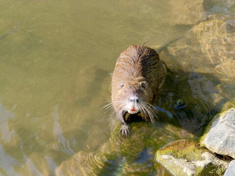 Close up of nutria looking up at camera standing in shallow water near riverbank