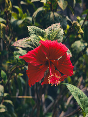 Red hibiscus flower, Hibiscus rosa-sinensis blooming with prominent stamen and variegated leaves background in garden. © Yudha