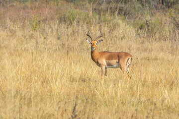 Male Impala Looking Directly at the Camera in Tall Grass © Eliya