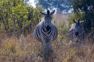 Plains Zebras Walking Through Tall African Grass © Eliya