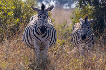 Two Plains Zebras Moving Through Dry Grassland © Eliya