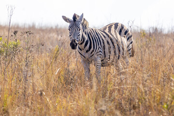 Plains Zebra Grazing in Sunlit African Grassland © Eliya