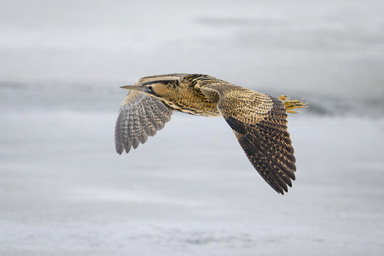 Eurasian bittern (Botaurus stellaris)