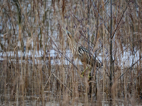 Eurasian bittern (Botaurus stellaris)
