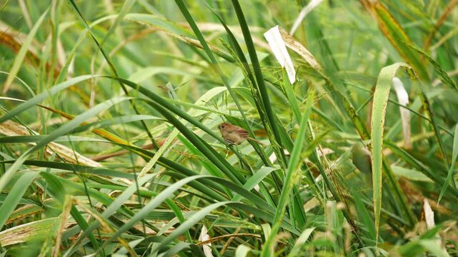 Vinous Suthora Feeding on Seeds as Sparrows Gather in Reeds 4K