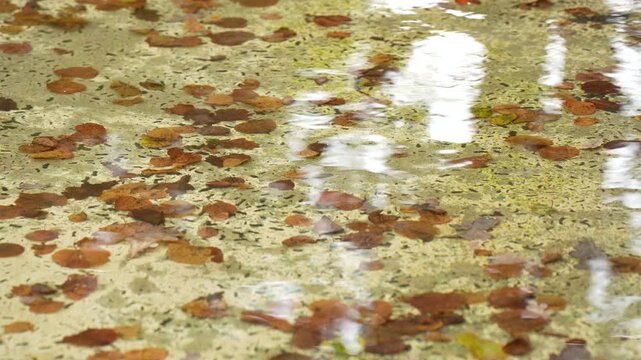 Fallen leaves float in shallow water above a speckled basin floor as ripples distort reflections, showing debris accumulation relevant to outdoor water feature maintenance