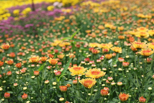 Bright yellow-orange chrysanthemum (or mum) flowers. Features a distinctive gradient color scheme. Flowers in the background are blurred. Spherical in shape with multiple layers. Herbal scent profile
