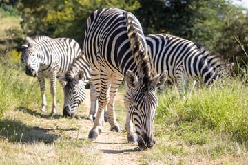Plains Zebras Grazing Together in Natural Grassland © Eliya