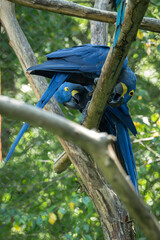 Close-up of two adult blue parrots in an outdoor aviary. © lapis2380