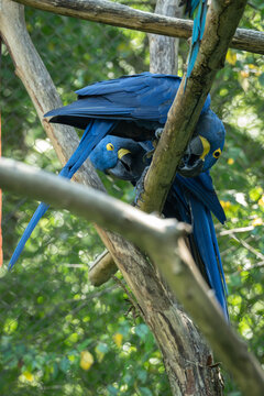 Close-up of two adult blue parrots in an outdoor aviary.
