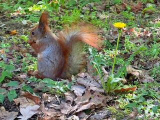 Red squirrel with a nut in the park.  © OLENA LIALINA