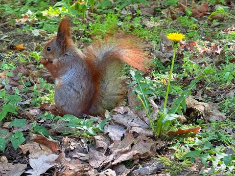 Red squirrel with a nut in the park. 
