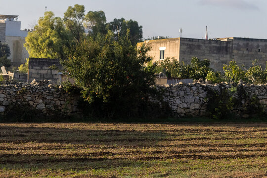 Sunlit Rural Field With Stone Wall and Tree Near Farmhouse in Mediterranean Countryside