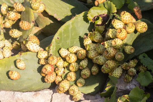Prickly Pear Cactus With Clusters Of Yellow Fruit on Sunlit Pads in Dry Landscape